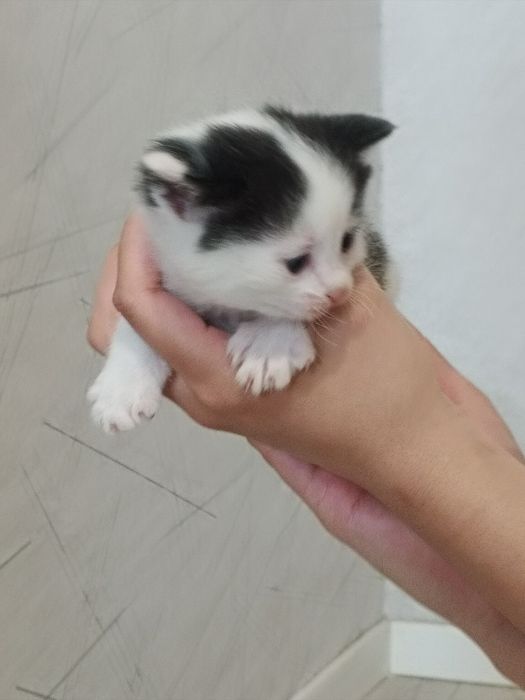 Отдадим котенка в добрые руки