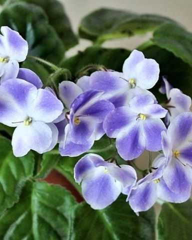 Фиалка сорт НД Мурзилка есть доставка