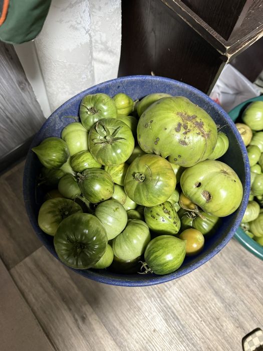 Продам зелёные помидоры домашние