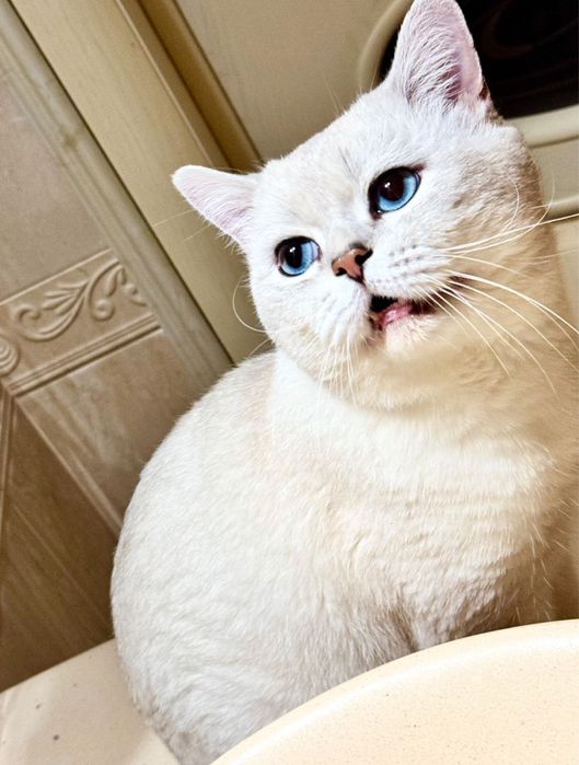 Шиншилловые котята бронь