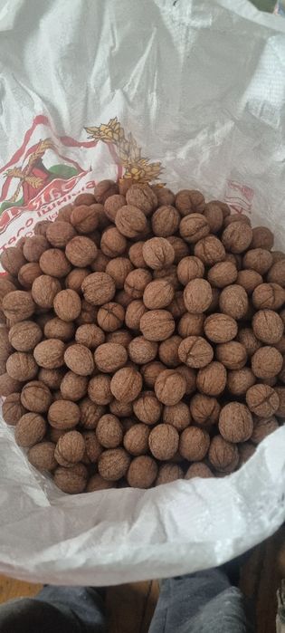 Сатылады грецкие орехи