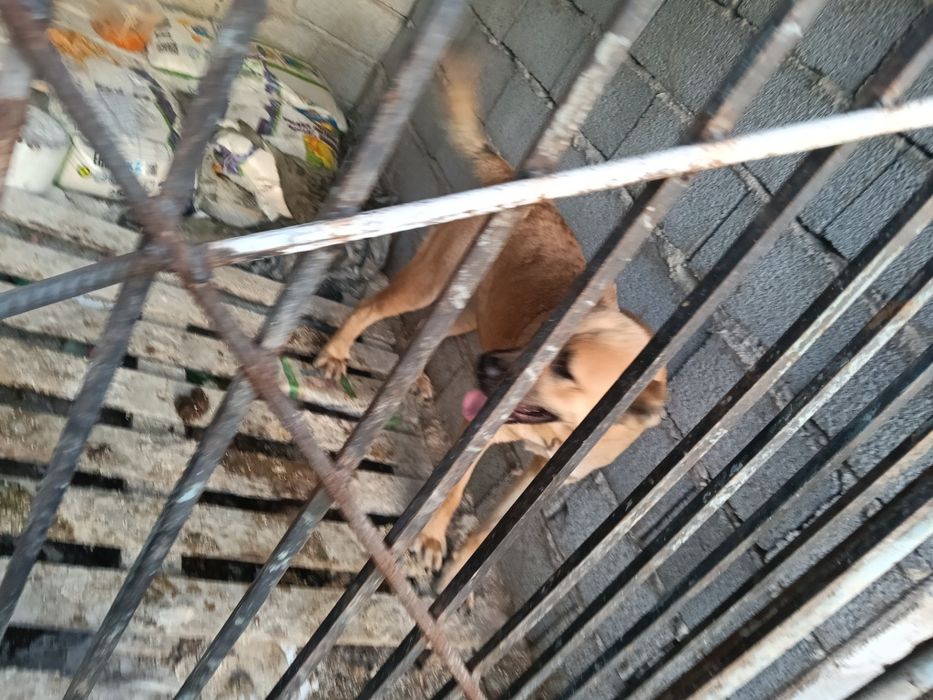 Сука алабай продается