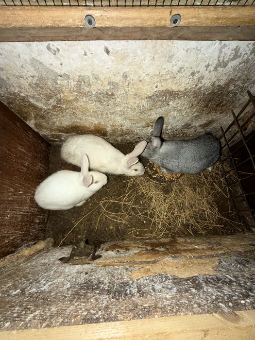 Iepuri de casă rasă mixtă