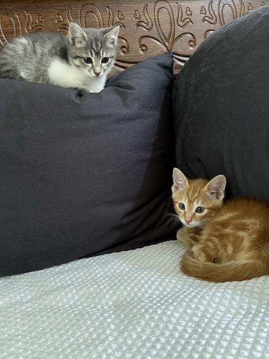 Отдам котенки на добрые руки