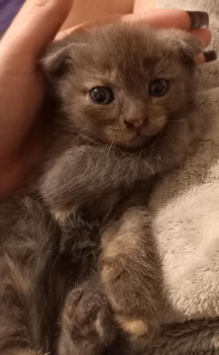 Котята бритацы вислоухие