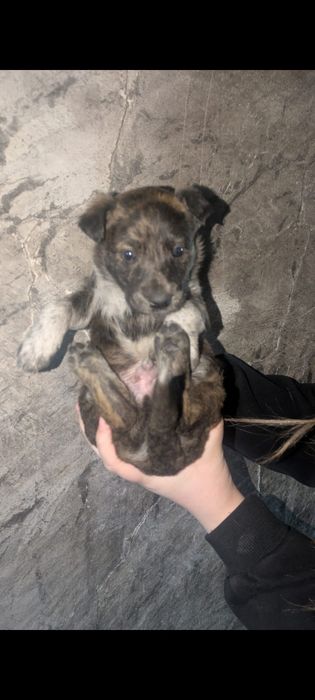 Щенки   бесплатно