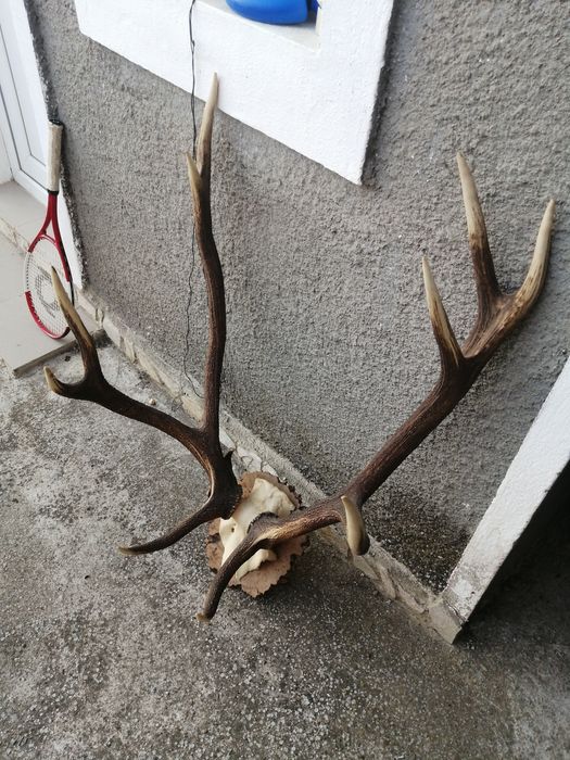 Рога, трофей от елен