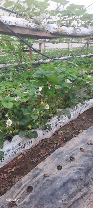 Koreyskiy bettabery yangi avlod kochatlari sotiladi