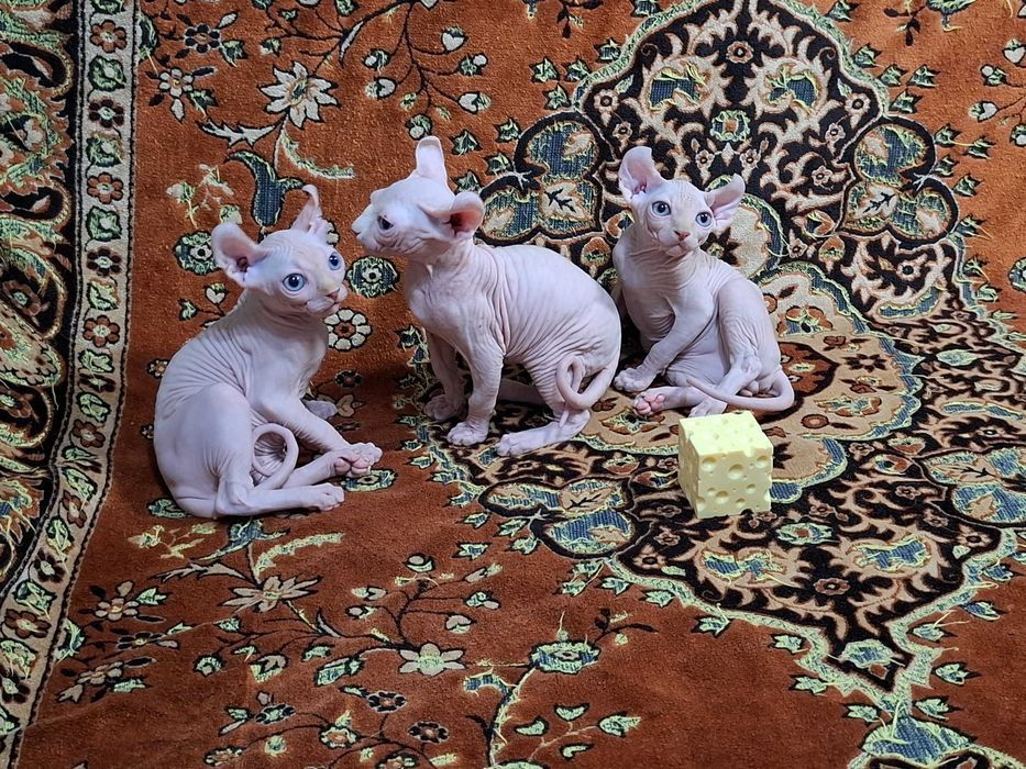 Котята породы Эльф