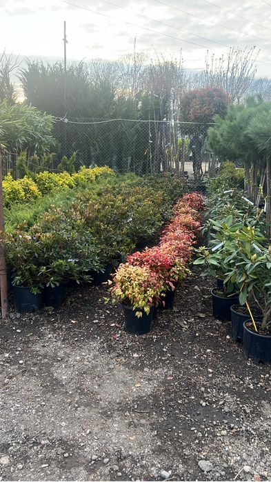 Plante ornamentale de orice specie si dimensiune livram oriunde in tar