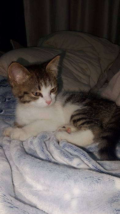 Отдам девочку котёнка