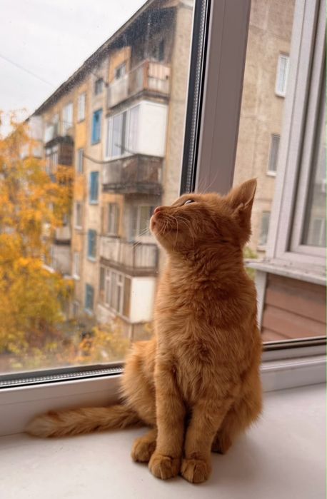 Отдам в хорошие руки мальчик