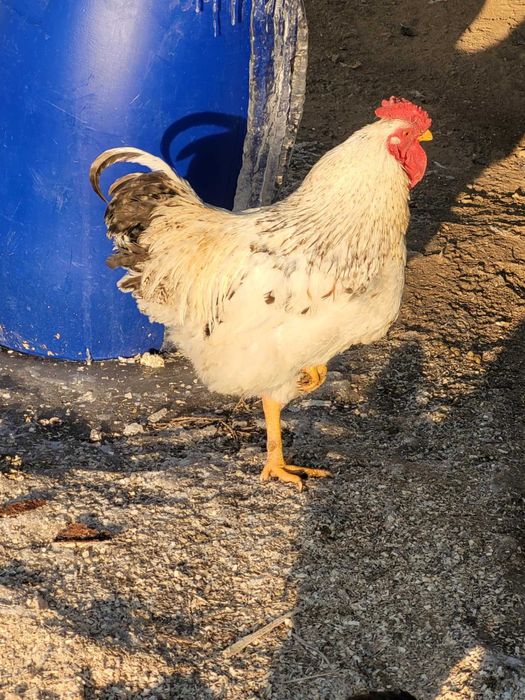 Cocoși corcitură brahma