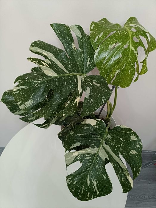 Filodendron premium în degrade