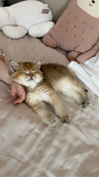 Продается Котята