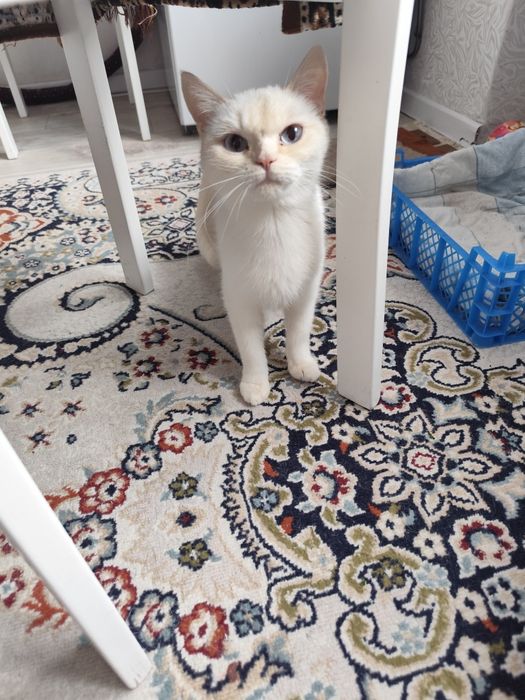 Шотландская кошечка ищет дом