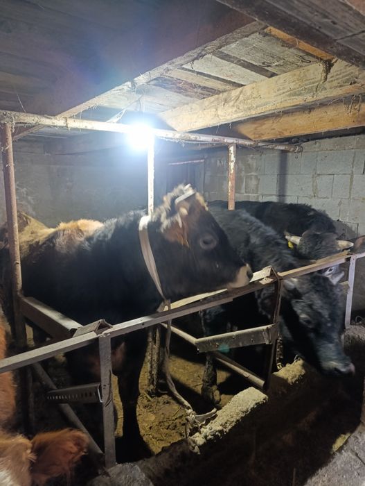 Продам бычки на откорме.