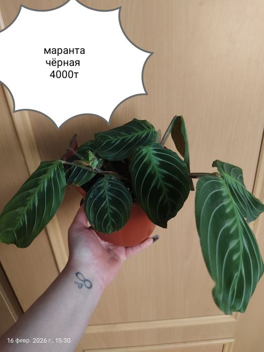 Продам Комнатные Цветы