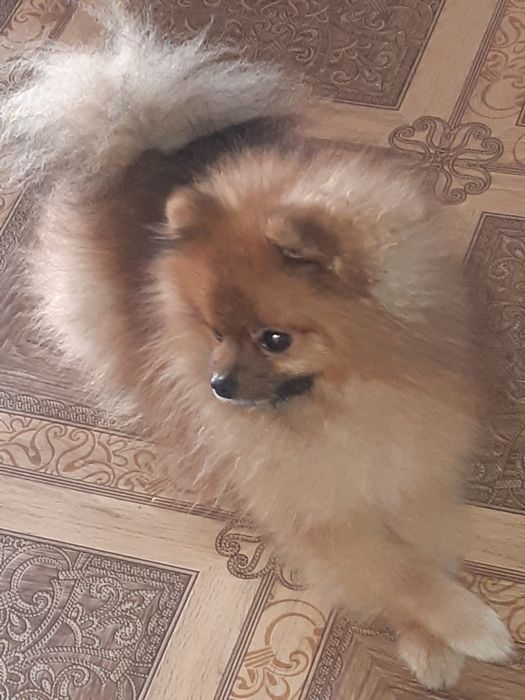 Шпиц померанский вязка