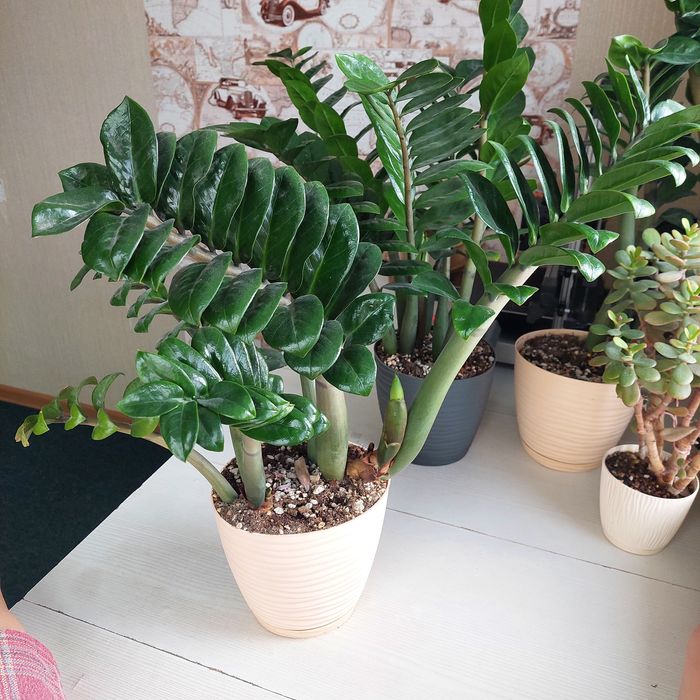 Замиакулькус Зензи