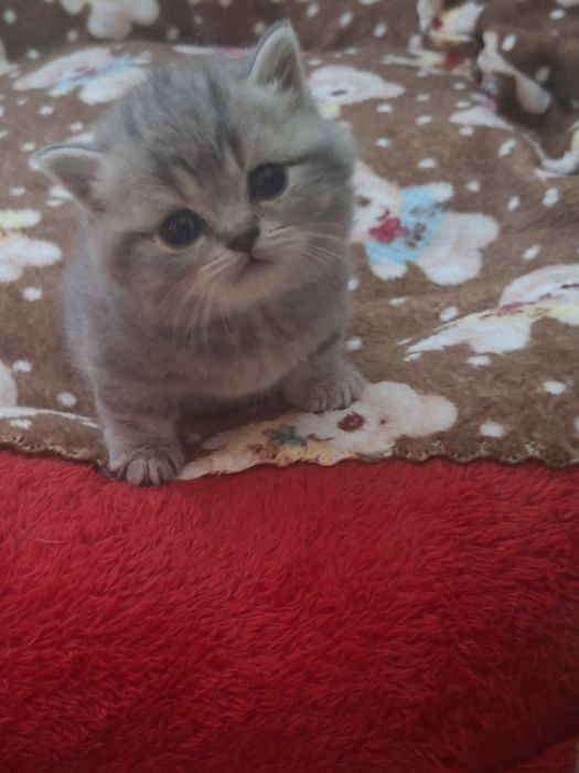 Готовятся к продаже  девочка  манчкин