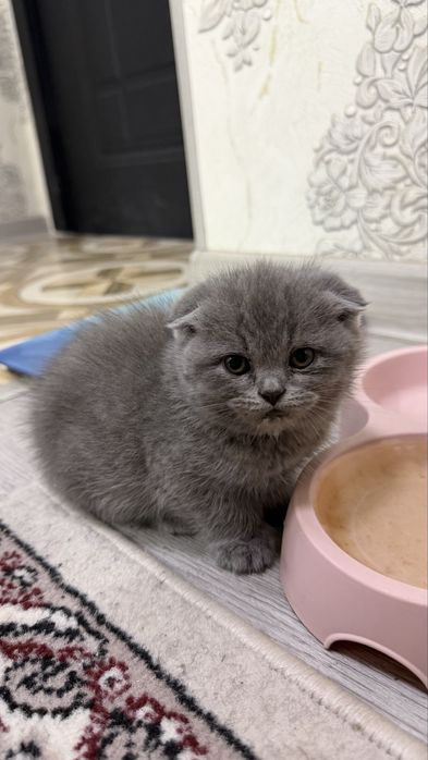 Котята / скоттиш страйт и скоттиш фолд