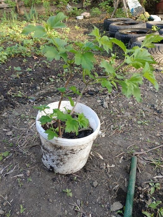 Продам саженцы клубники