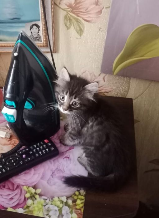 Отдам в добрые руки