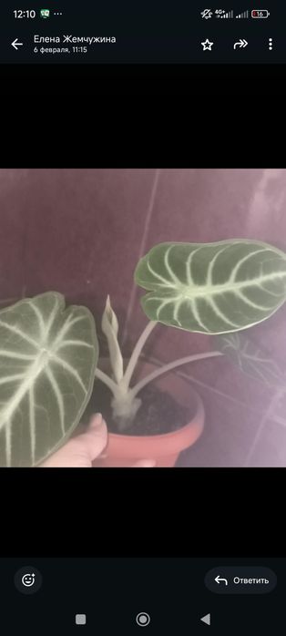 Продам алоказия ,