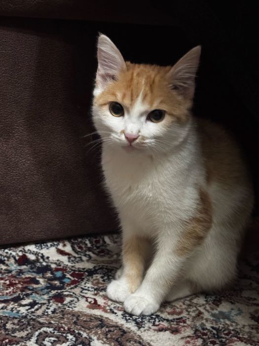 Uy mushugi Домашний котенок