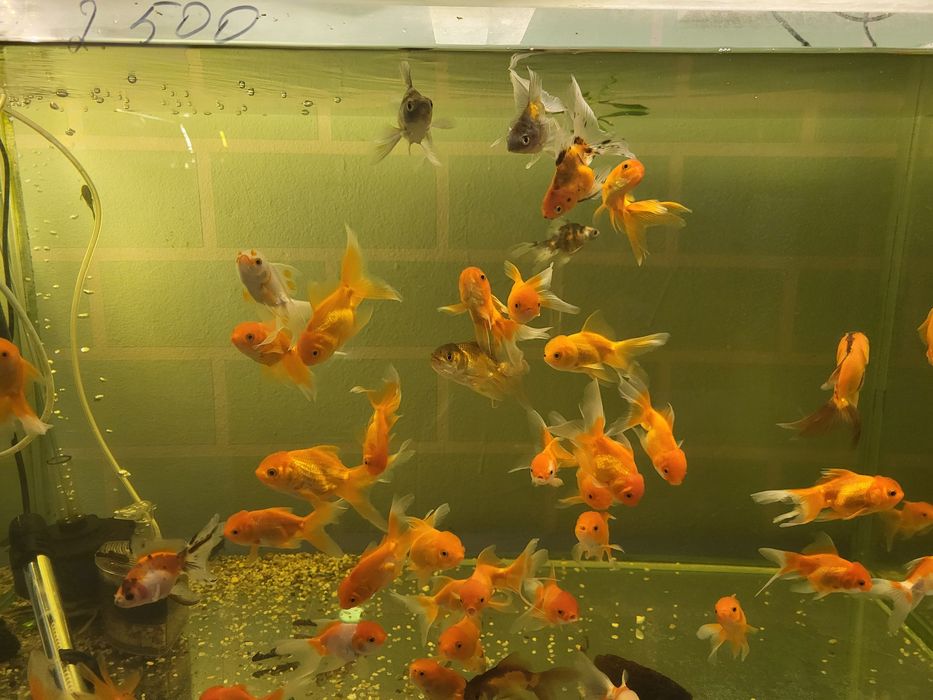 Продам золотых рыбок