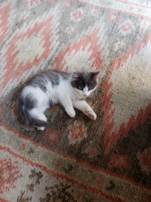 Отдам в добрые руки кошечку