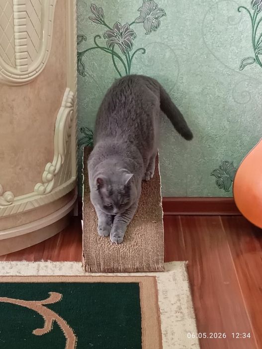 Отдам в хорошие руки