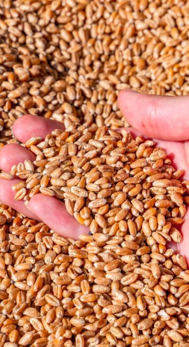 Бидай арпа кебек