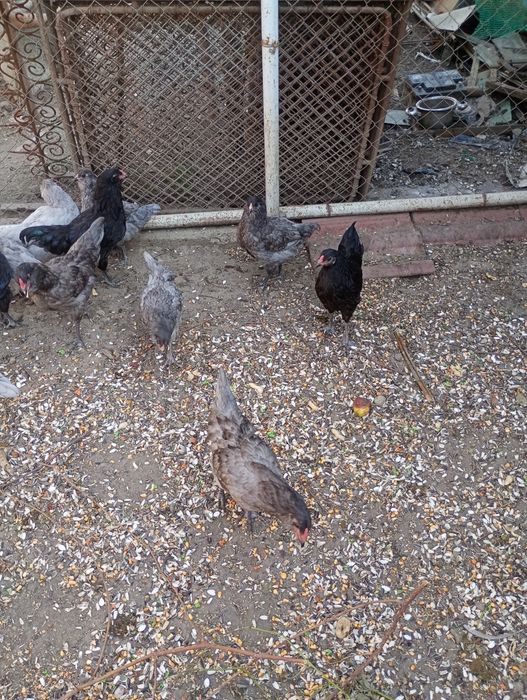 Ameraucana rasă pură tineret 2026