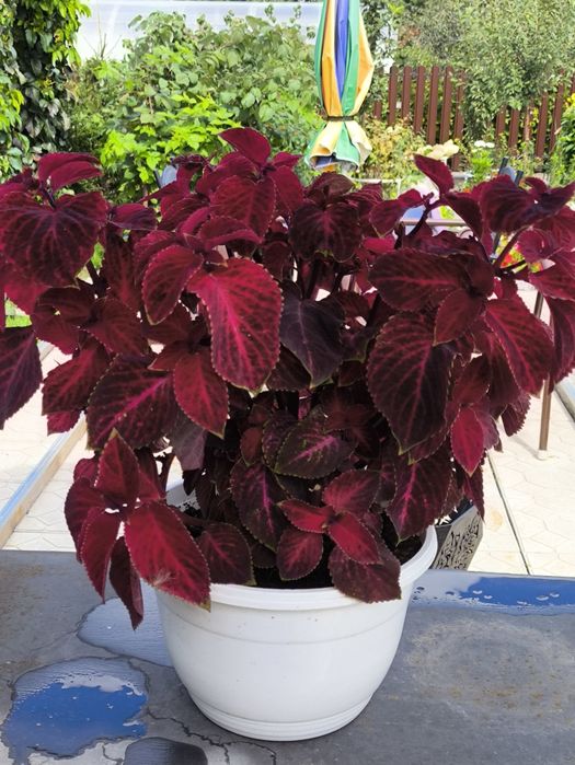 Продам колеусы комнатные