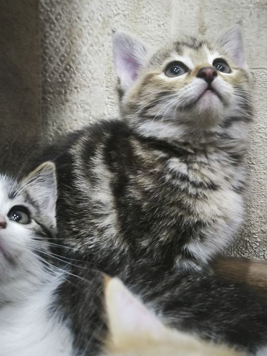 Кошки 50 000 сум