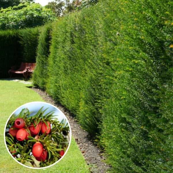 Tisa (Taxus baccata)