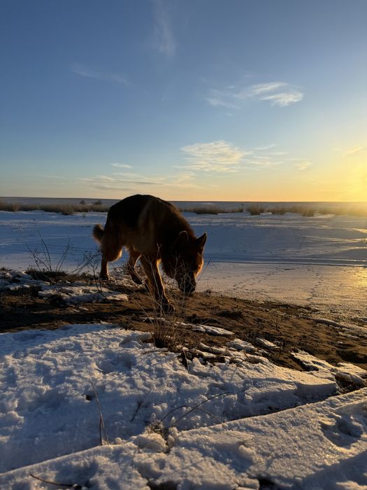 Отдам в Добрые Руки Немецкую Овчарку