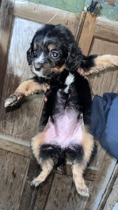 Щенки спаниеля.