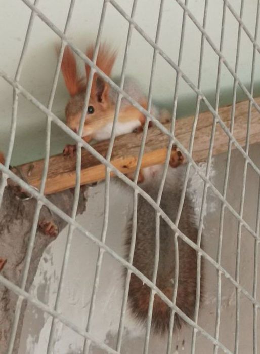 Belka olmaxonla sotiladi  250$