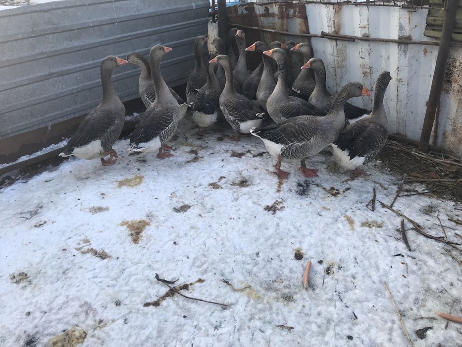 продам гусей