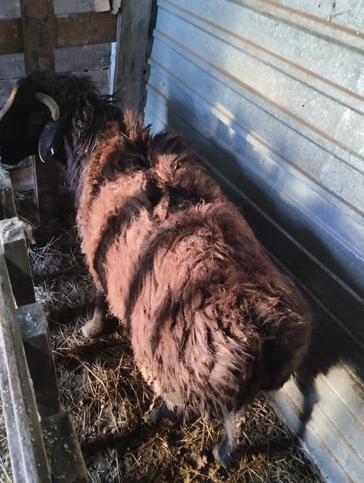 Продам кошкар жирный можно на развод