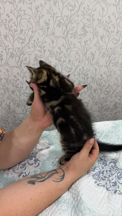 Продается котик шатландский прямоушка