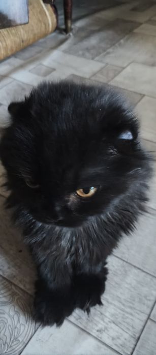 Котенок породистый