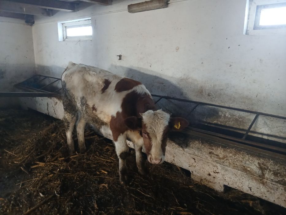 Taurasi de vânzare Tânțăreni Gorj