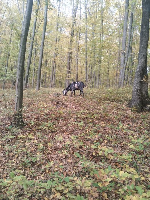 Vand sau schimb Tap anglo-nubian