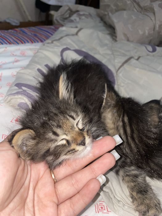 Отдам котят в добрые руки