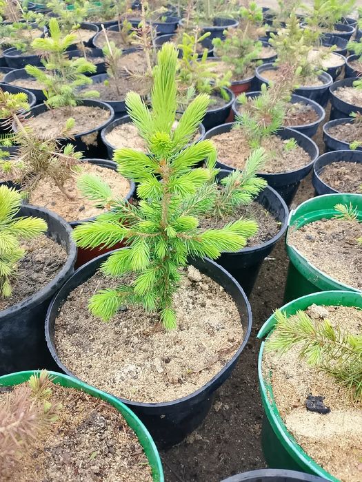 Продам зелёные ЕЛИ и МНОГОЕ ДРУГОЕ