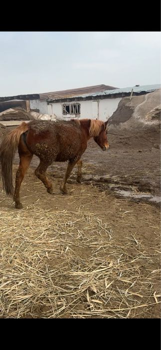 Байтал сатылады семиз